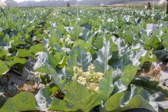 Introduction of extremely heat-resistant cauliflower varieties, what are the advantages of cauliflower breeding in Taiwan?