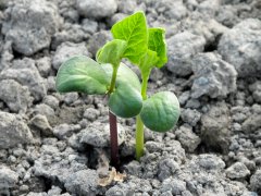 Is it okay to keep soybean seeds at home? How to keep soybeans during planting and after harvest