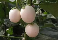 Characteristics of white eggplant and snow white strawberries, banana zucchini and Brussels sprouts