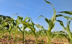 The planting situation of corn in the whole country: the planting area of corn has decreased, and the quality and quality of corn have been greatly improved.