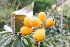 Introduction to the planting and management techniques of mountain pig loquat, what is the method of thinning flowers and fruits in loquat?