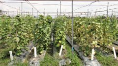 Summer planting techniques and suitable temperature of new Taiwan cucumber varieties Xiaqing No. 3 and Kaohsiung No. 4