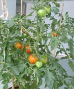 WDD flower ball color tomato planting flower ball tomato is genetically modified?