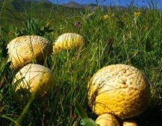 Picture of efficacy and function of wild yellow mushroom fungus in Qilian, Qinghai